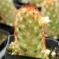 Mammillaria elongata 'Copper King'