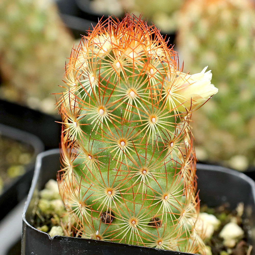 Mammillaria elongata 'Copper King'
