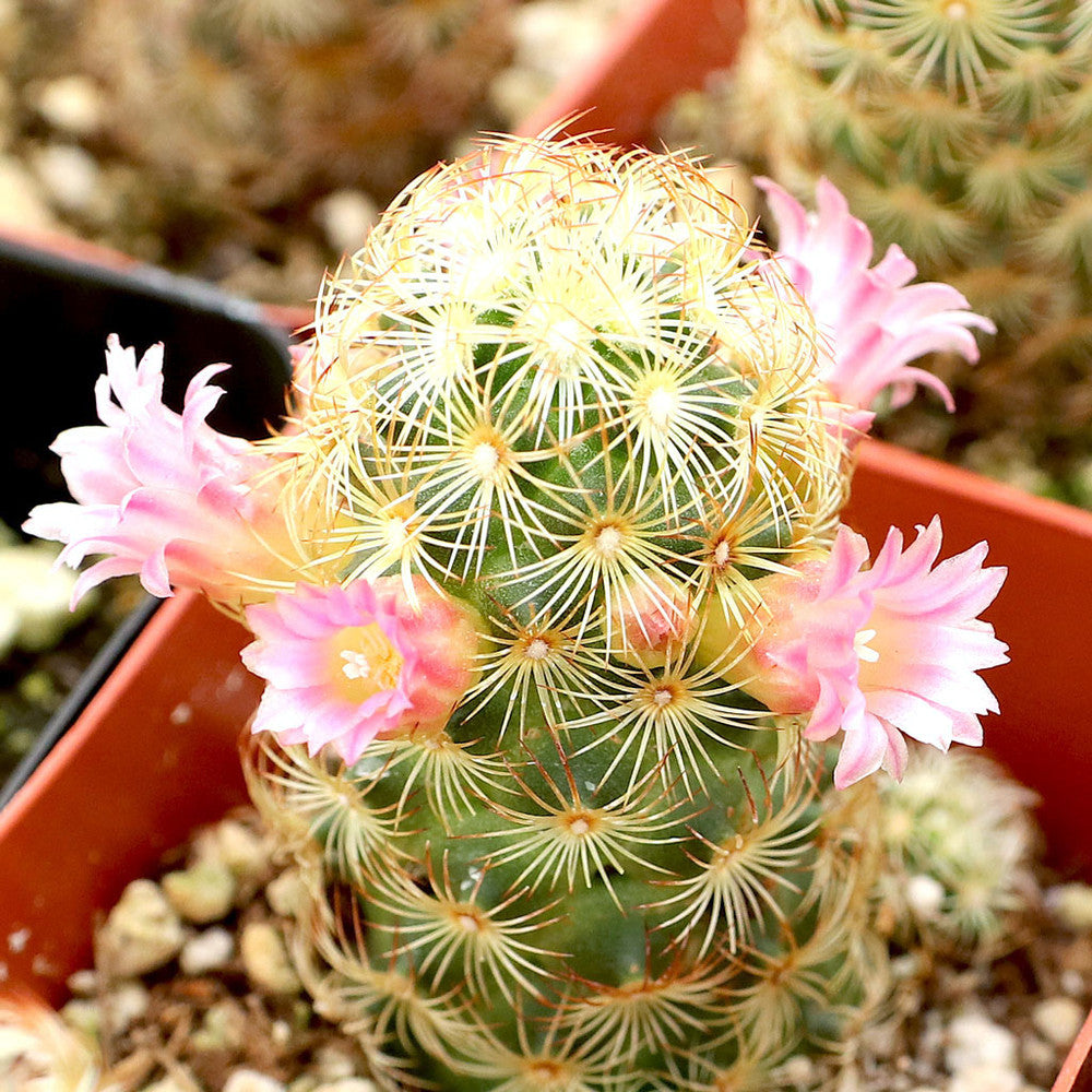 Mammillaria elongata - Ladyfinger Cactus