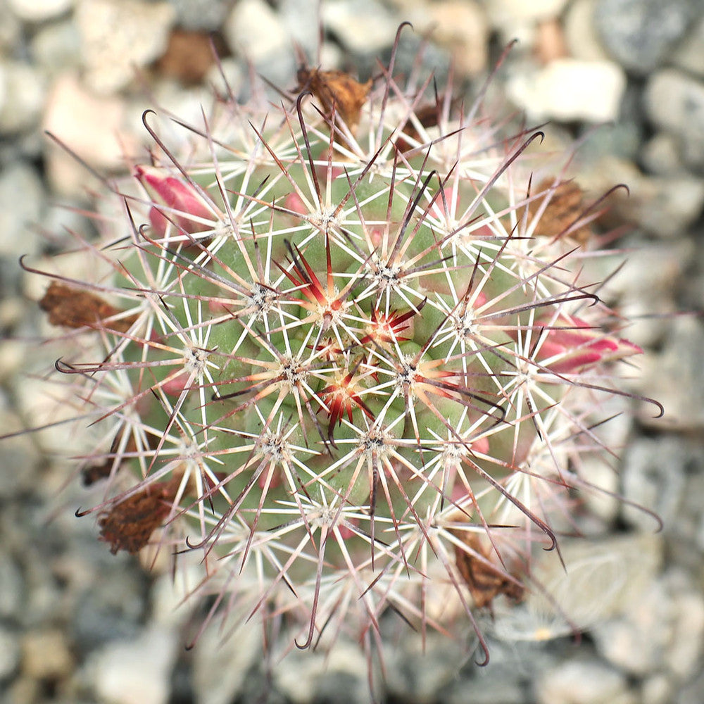 Mammillaria fraileana [large] [bare root]