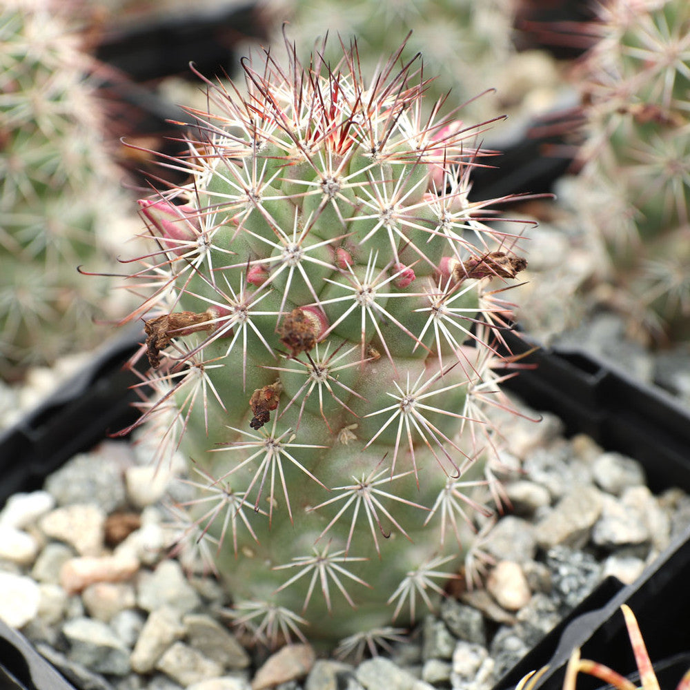 Mammillaria fraileana [large] [bare root]