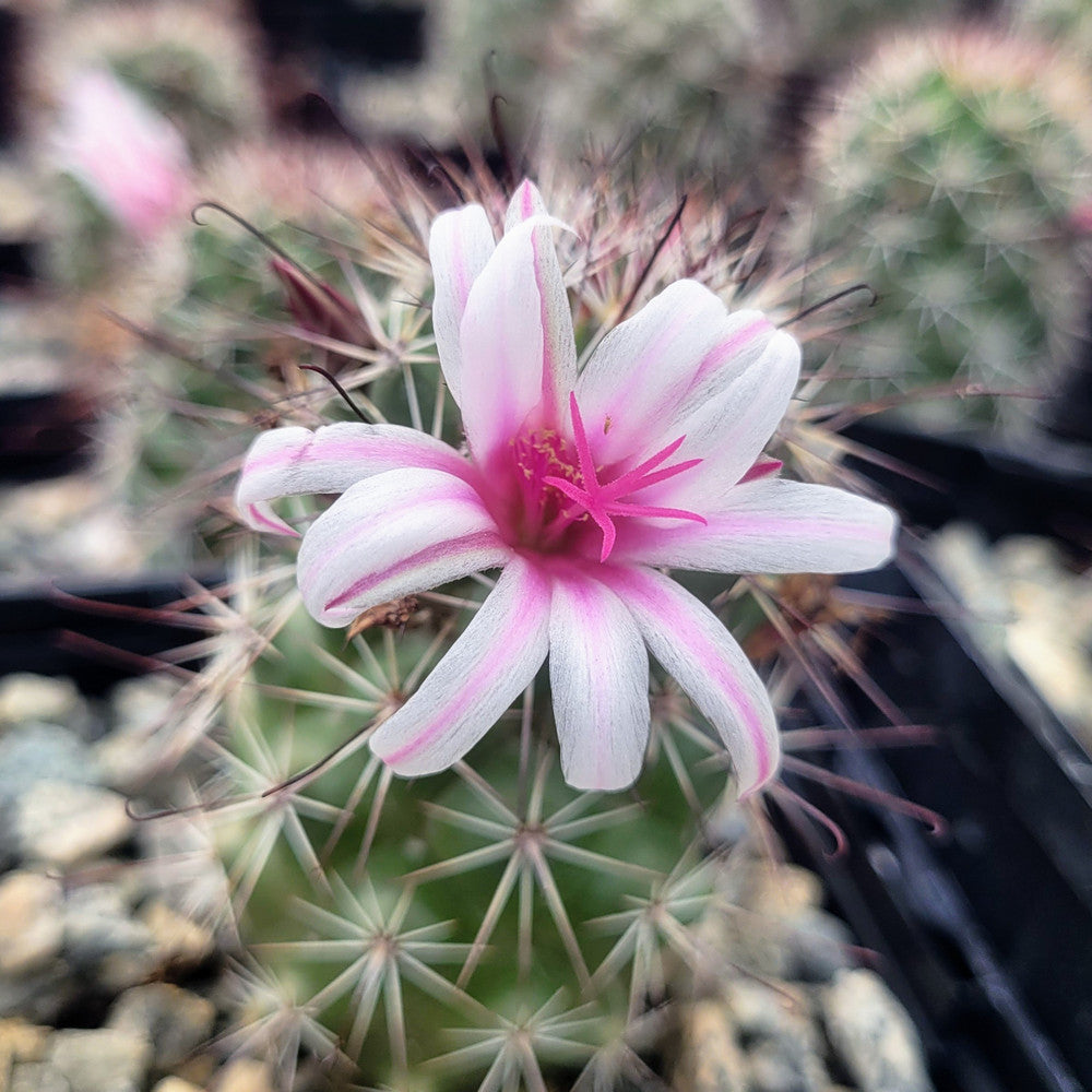 Mammillaria fraileana [large] [bare root]