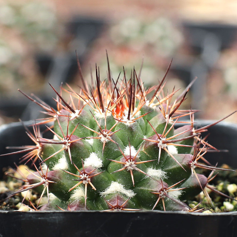 Mammillaria grusonii f. papasquiarensis