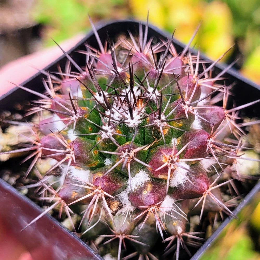Mammillaria grusonii f. papasquiarensis
