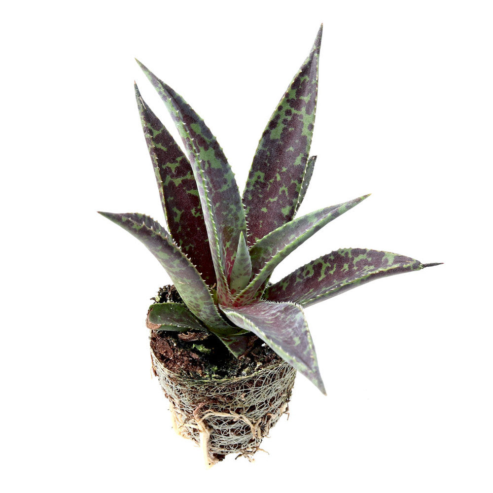 Mangave 'Blazing Saddles' [plug]