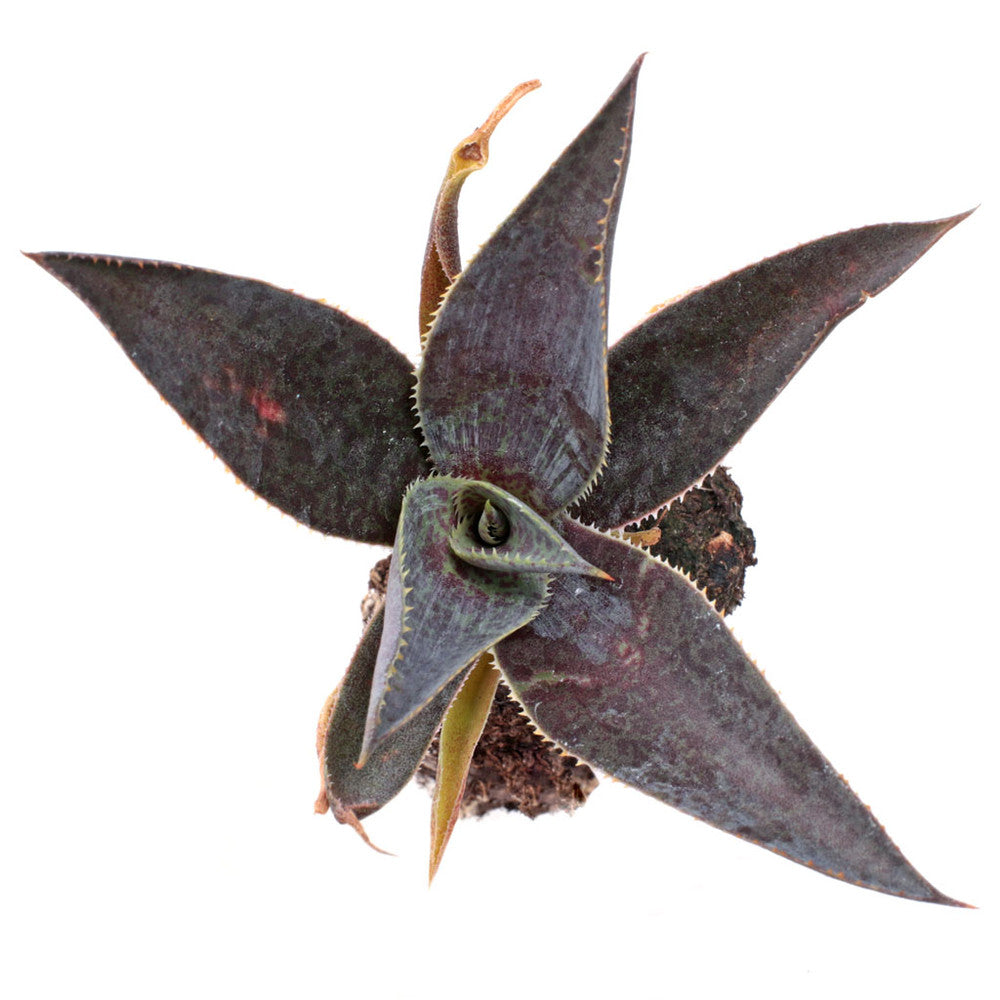 Mangave 'Purple People Eater' [plug]