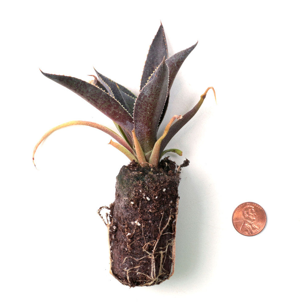 Mangave 'Purple People Eater' [plug]