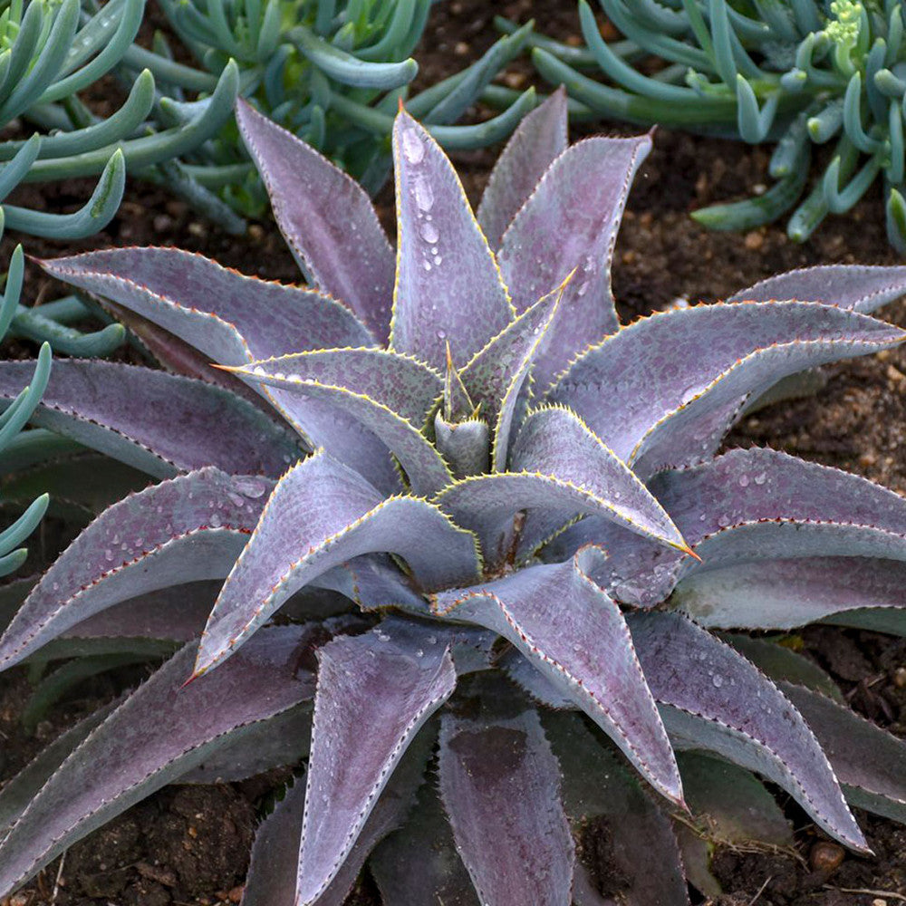Mangave 'Purple People Eater' [plug]