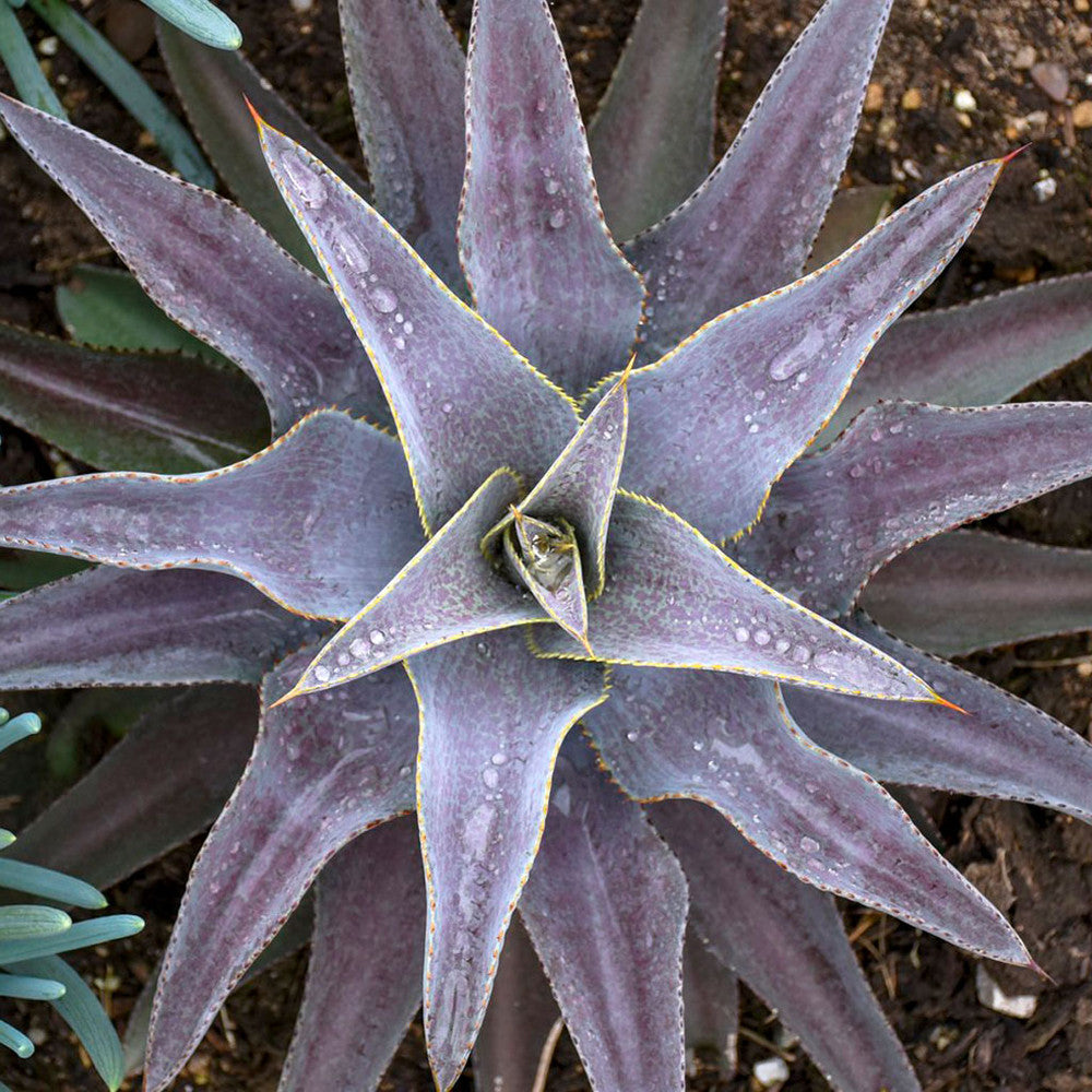 Mangave 'Purple People Eater' [plug]