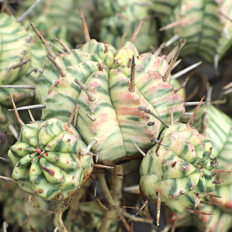 Euphorbia meloformis f. variegata [limited]