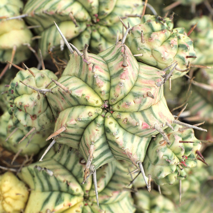 Euphorbia meloformis f. variegata [limited]