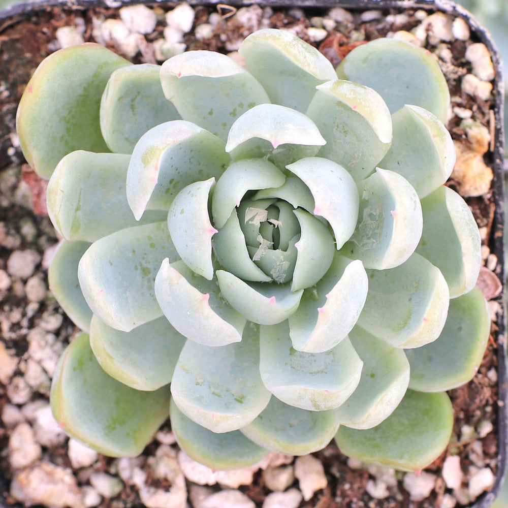 Echeveria elegans - Mexican Snowball