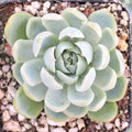 Echeveria elegans - Mexican Snowball