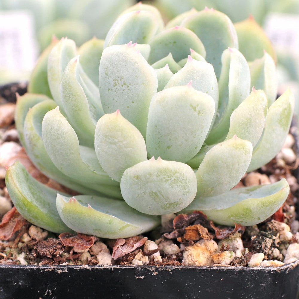 Echeveria elegans - Mexican Snowball