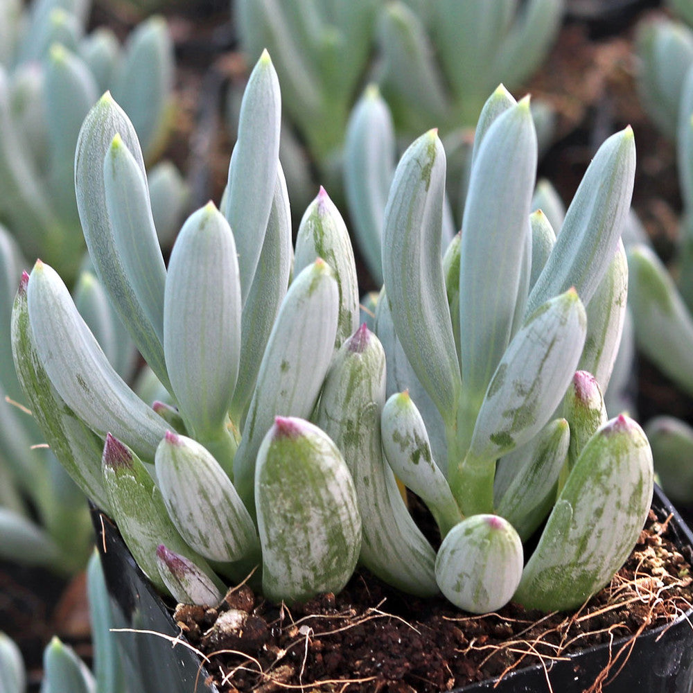 Senecio serpens - Mini Blue Chalksticks