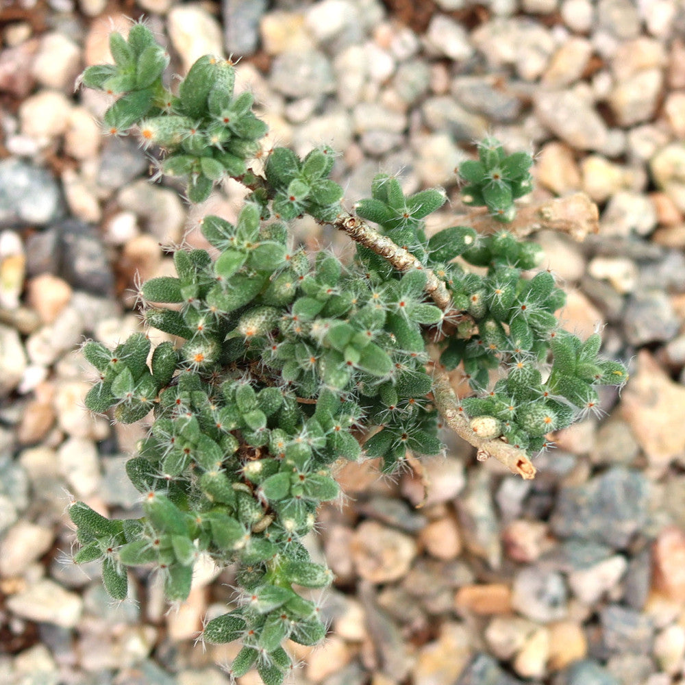 Trichodiadema bulbosum - African Bonsai [caudex] [large]