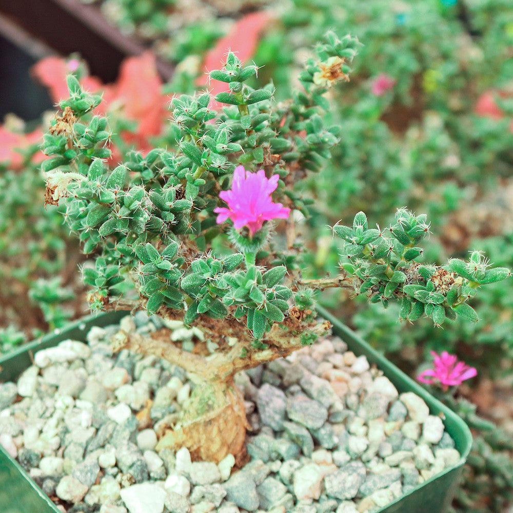 Trichodiadema bulbosum - African Bonsai [caudex] [large]