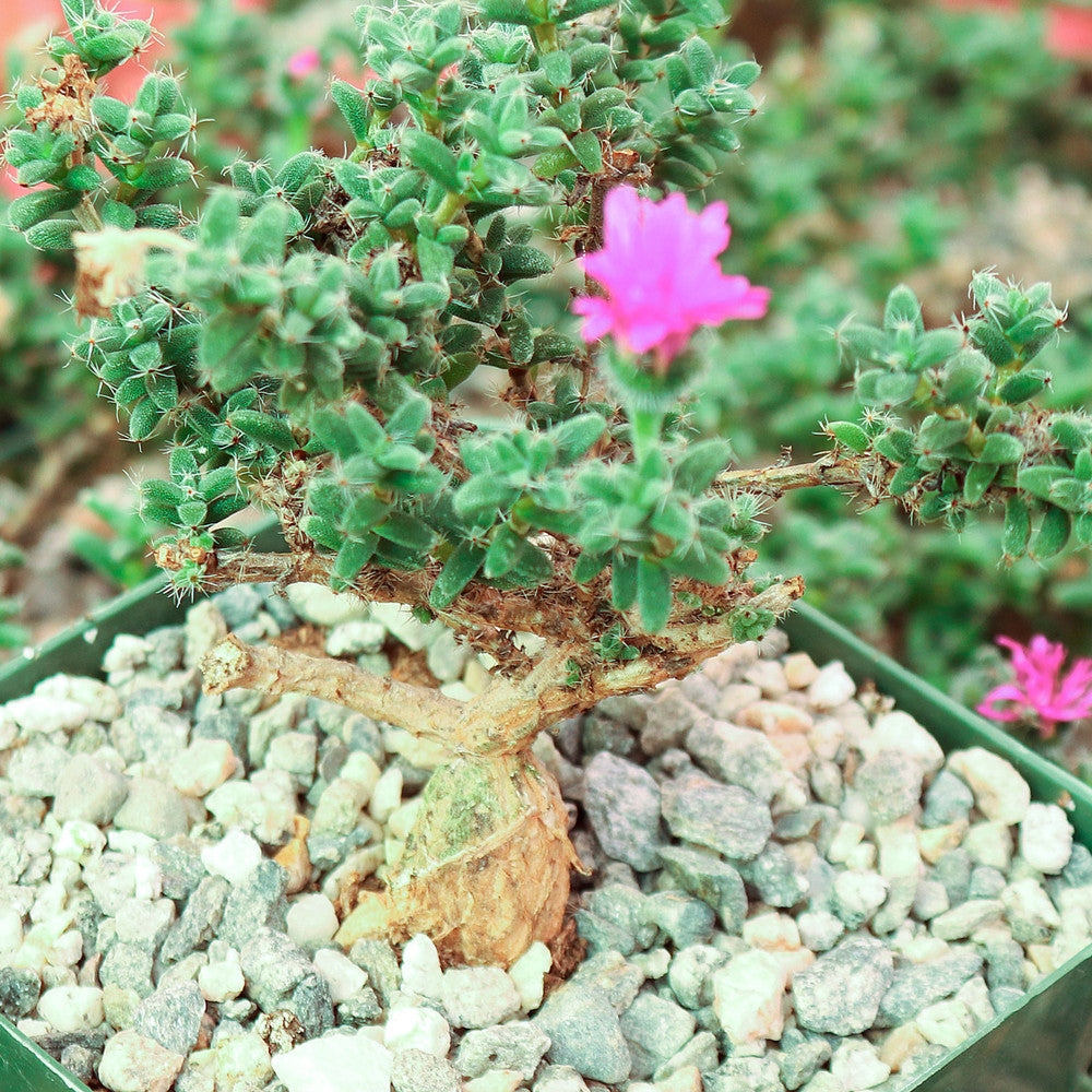 Trichodiadema bulbosum - African Bonsai [caudex] [large]