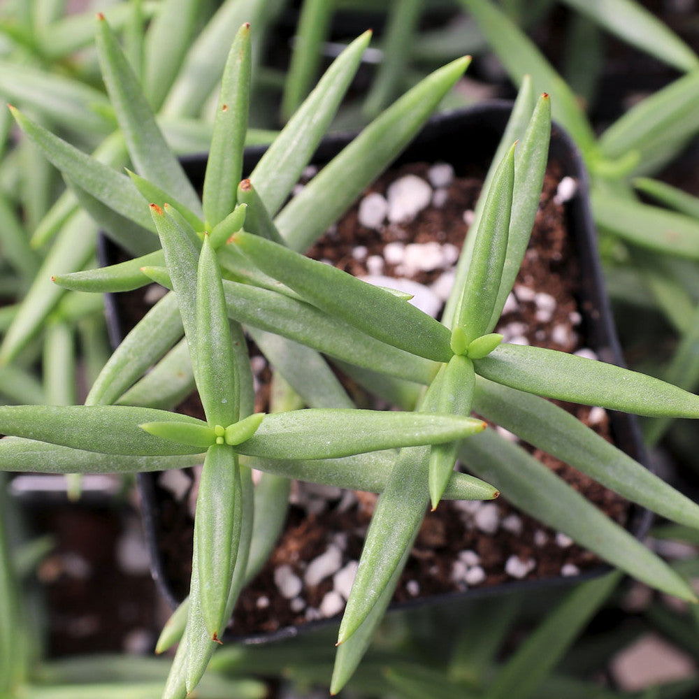 Crassula tetragona - Miniature Pine Tree