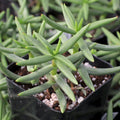 Crassula tetragona - Miniature Pine Tree