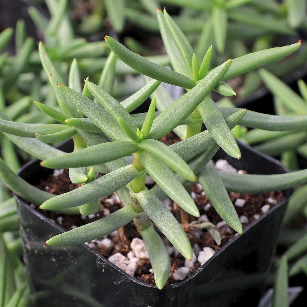 Crassula tetragona - Miniature Pine Tree