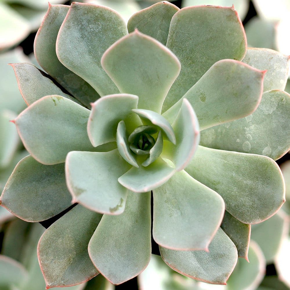 Echeveria 'Morning Beauty'