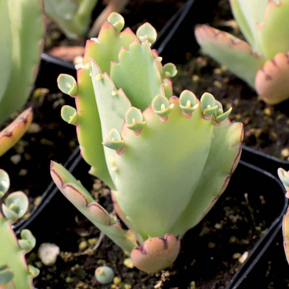 Kalanchoe laetivirens - Mother of Thousands