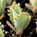 Kalanchoe laetivirens - Mother of Thousands