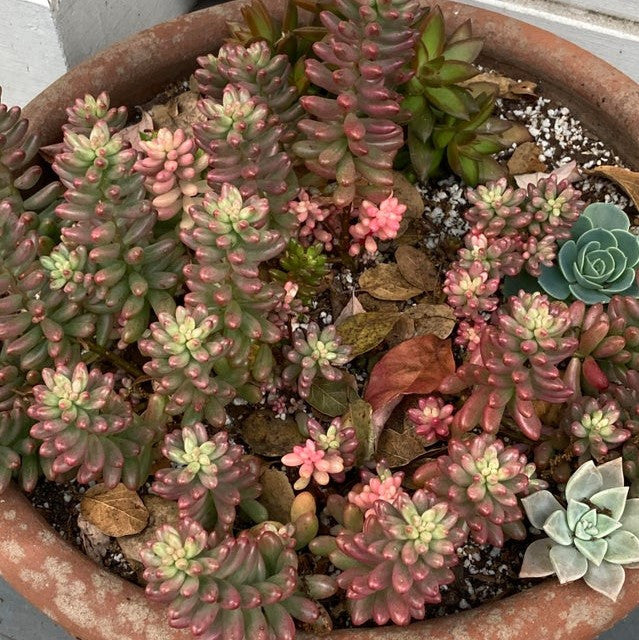 Sedum rubrotinctum 'Aurora' - Pink Jelly Bean