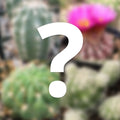Mystery Cactus