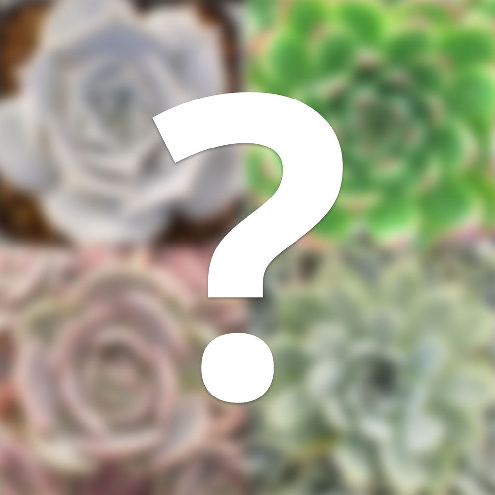 Mystery Echeveria