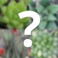Mystery Haworthia