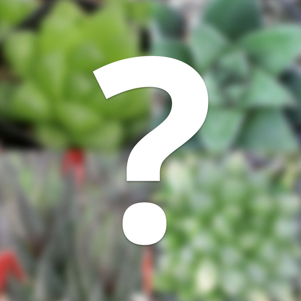 Mystery Haworthia