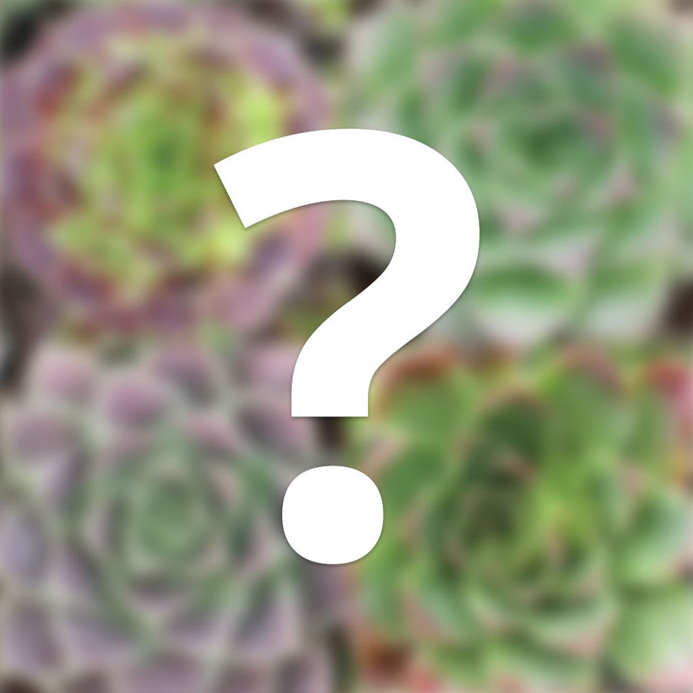 Mystery Sempervivum heuffelii