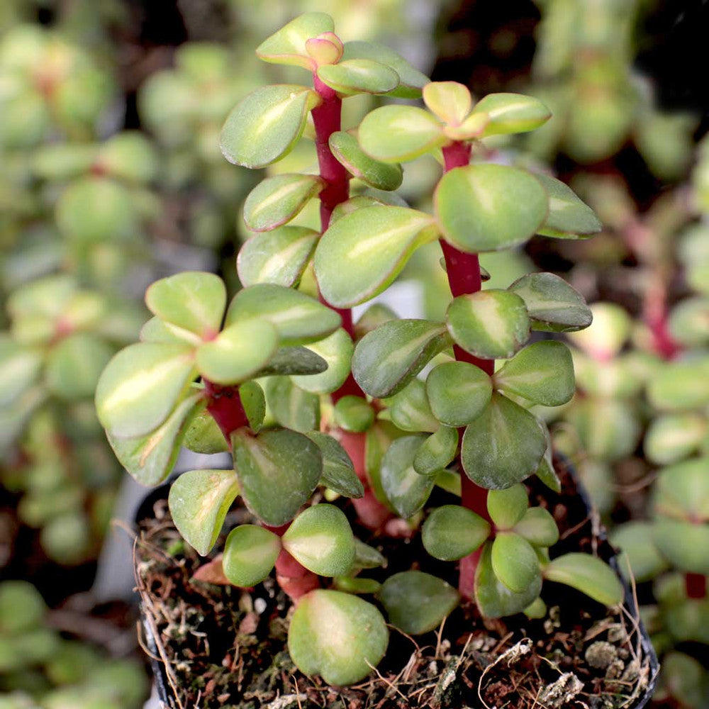 Portulacaria afra 'Medio-picta' - Midstripe Rainbow Bush [large]