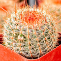 Parodia erubescens