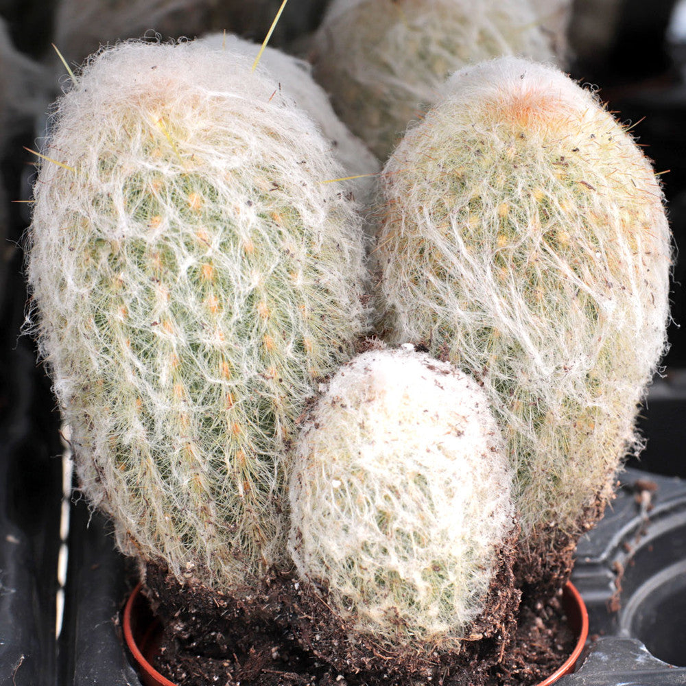 Espostoa melanostele - Peruvian Old Lady Cactus [large] [bare root]
