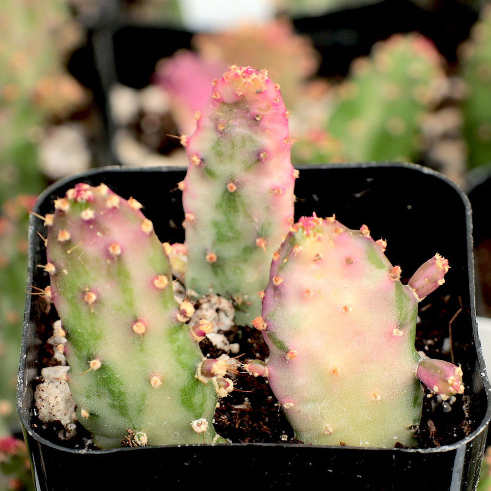 Opuntia monacantha variegata - Variegated Joseph's Coat