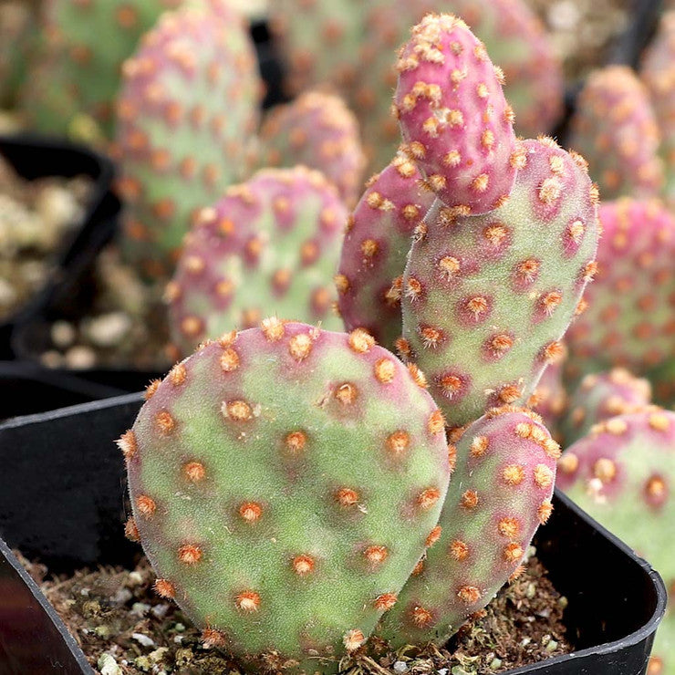 Opuntia rufida f. monstrosa - Mini Cinnamon Cactus [large] [bare root]