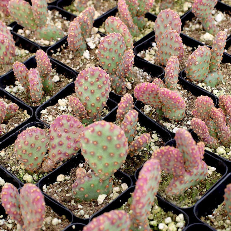 Opuntia rufida f. monstrosa - Mini Cinnamon Cactus [large] [bare root]