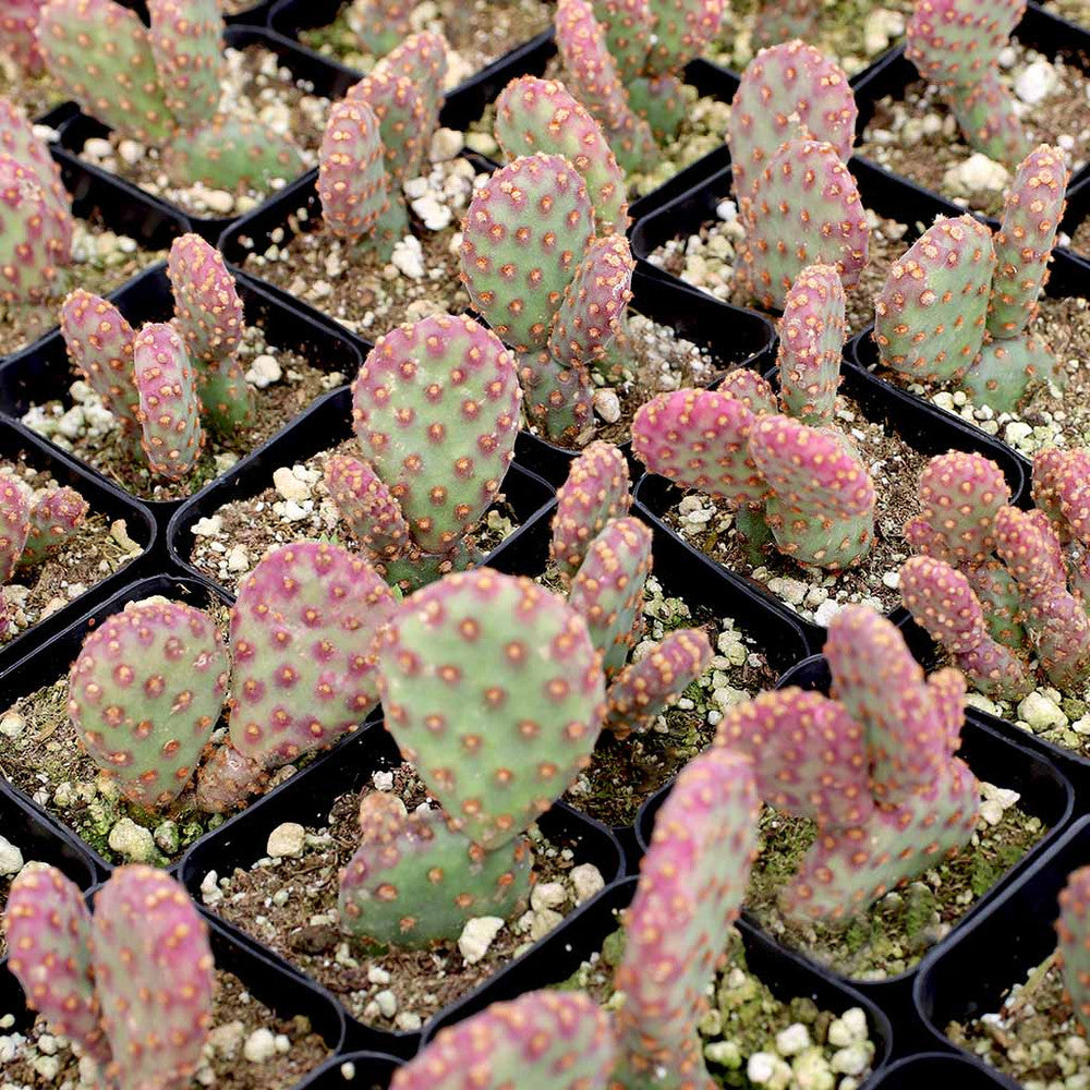 Opuntia rufida f. monstrosa - Mini Cinnamon Cactus