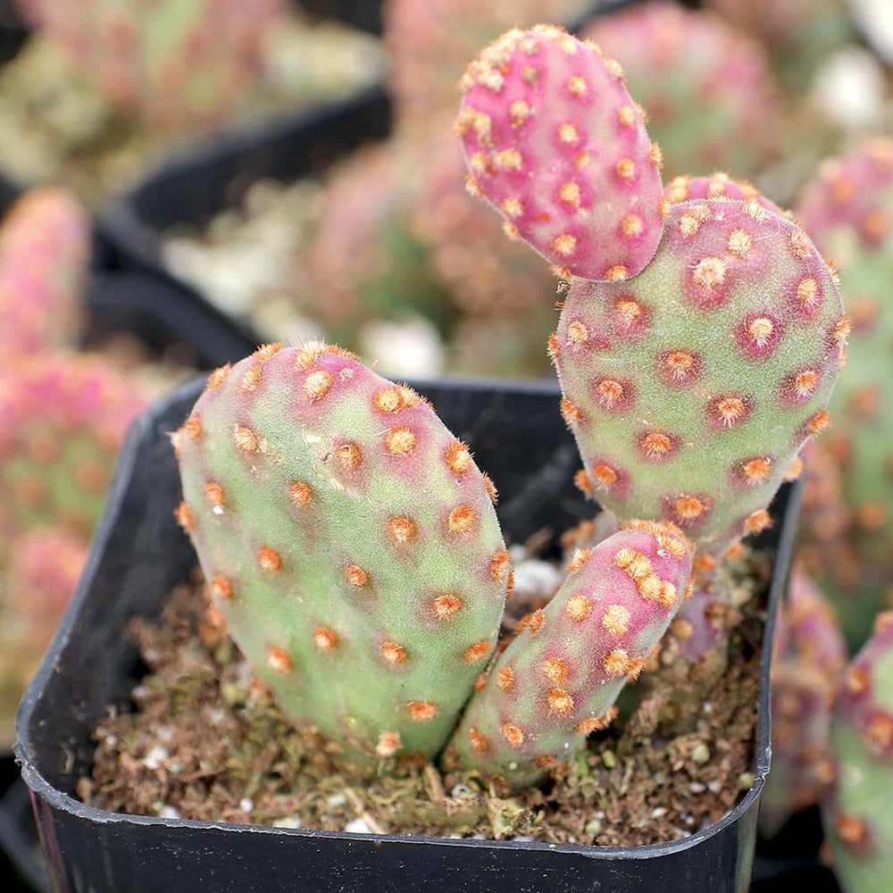 Opuntia rufida f. monstrosa - Mini Cinnamon Cactus