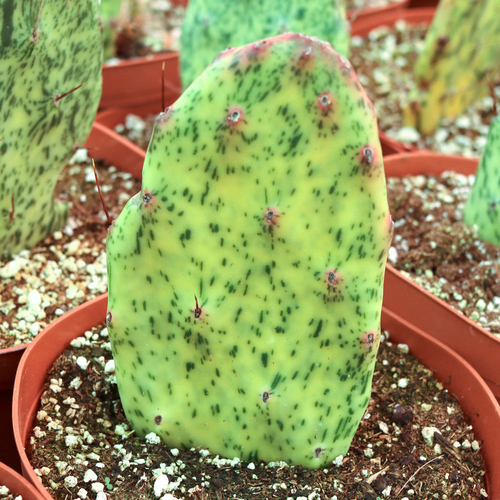 Opuntia 'Sunburst' [extra large] [bare root]