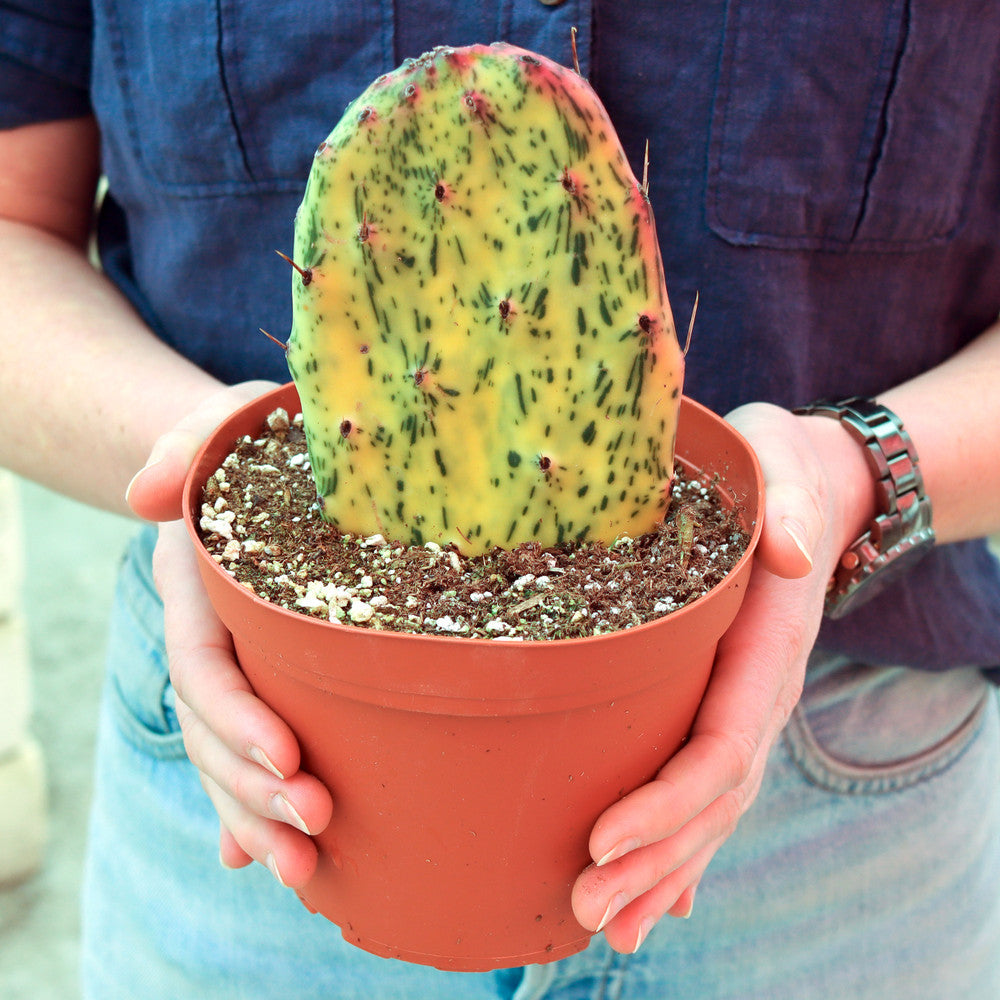 Opuntia 'Sunburst' [extra large] [bare root]