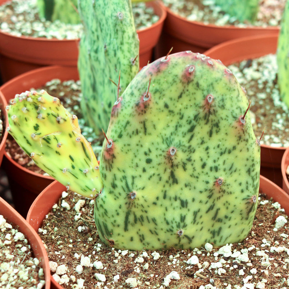 Opuntia 'Sunburst' [extra large] [bare root]