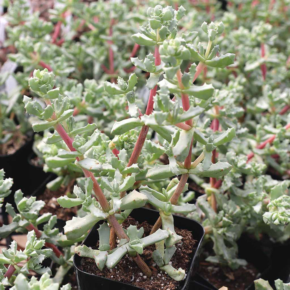 Oscularia deltoides - Pink Vygie
