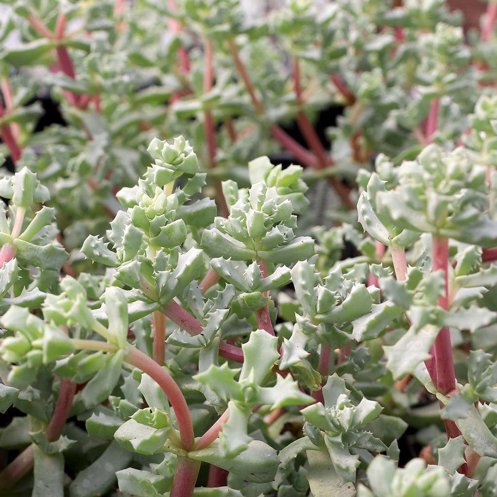 Oscularia deltoides - Pink Vygie
