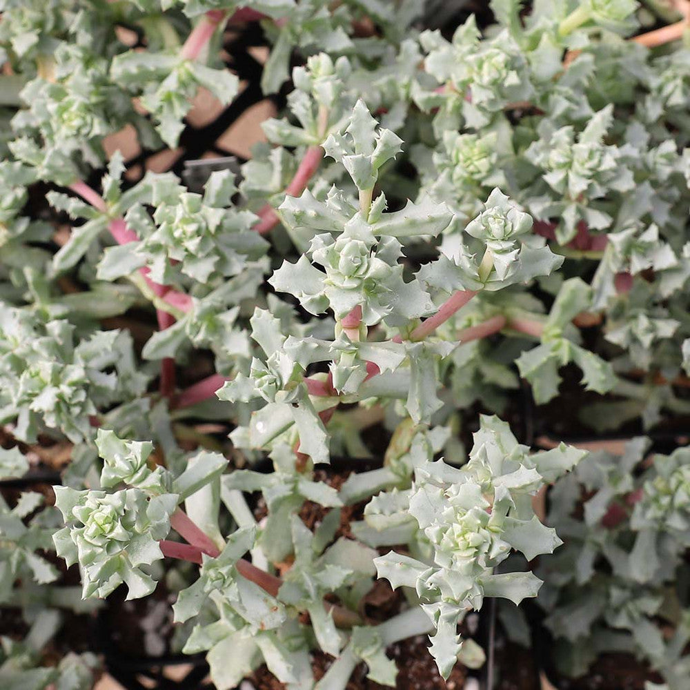 Oscularia deltoides - Pink Vygie