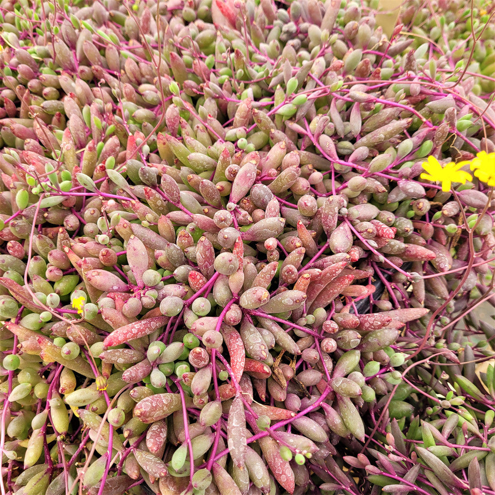 Othonna capensis 'Ruby Necklace' [large]