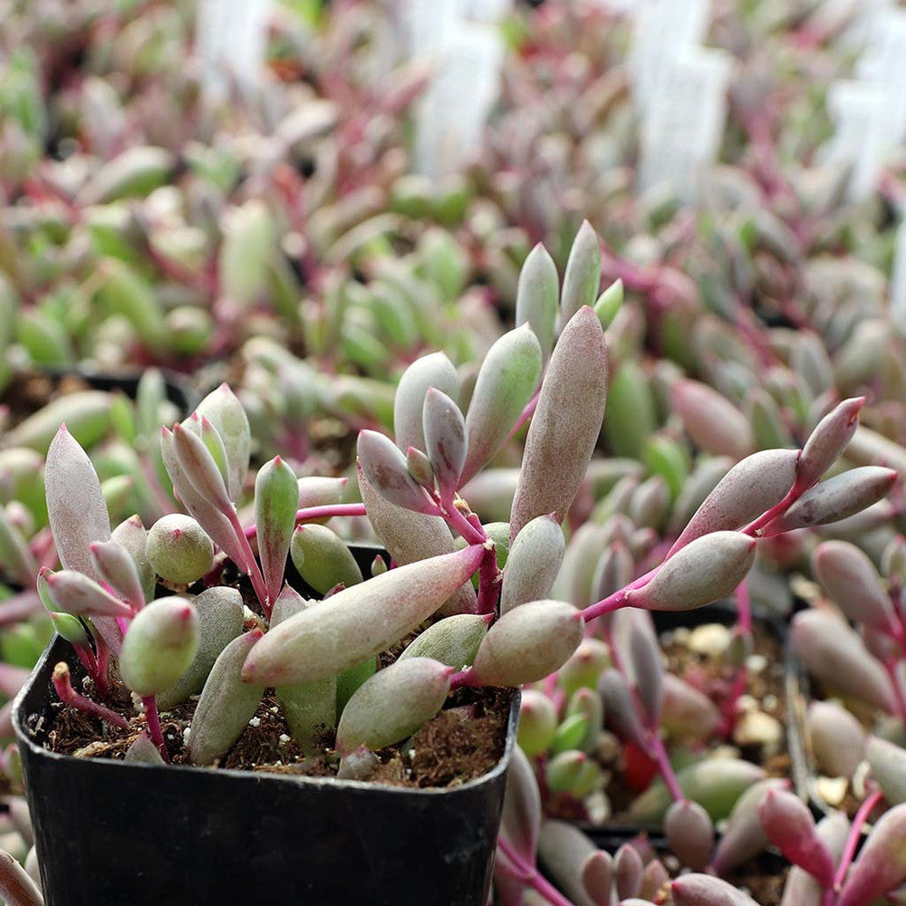 Othonna capensis 'Ruby Necklace'